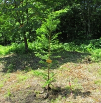 森の循環として、伐採と植樹は重要です